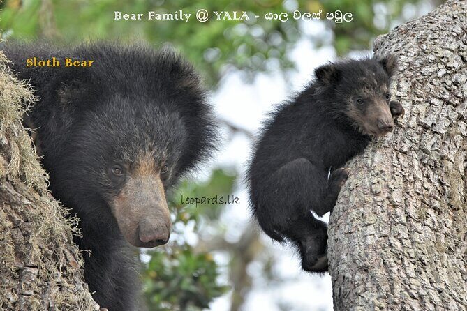 Private Half Day Safari Tour to Yala NP From Tangalle and Drop Back - Frequently Asked Questions (FAQs)