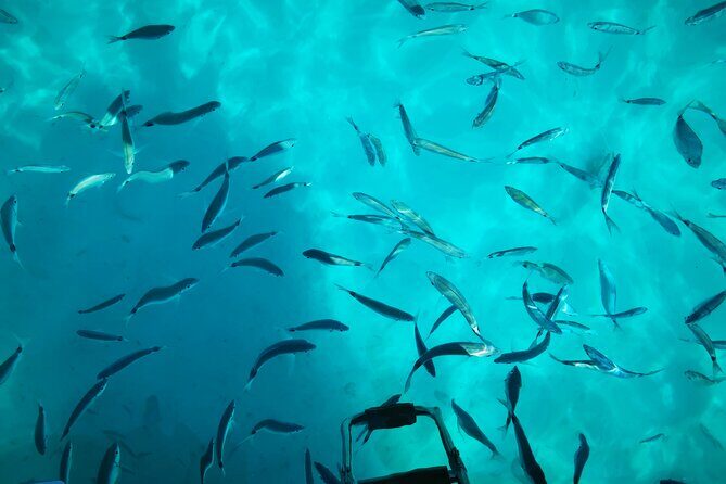 Private Half Day Speedboat tour to Kornati National Park - Key Points