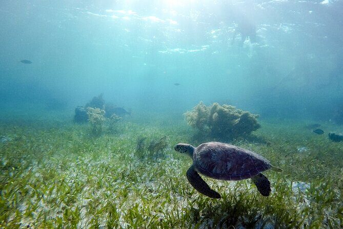 Private Half Day Swim with Turtles and Cenote - Key Points