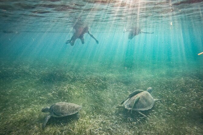 Private Half Day Swim with Turtles and Cenote - A Closer Look at the Itinerary