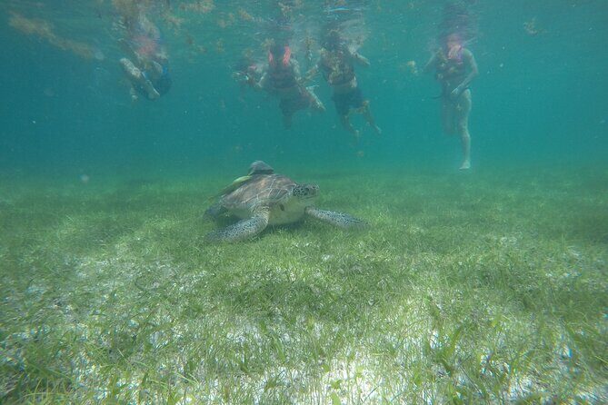 Private Half Day Swim with Turtles and Cenote - Practical Details and Considerations