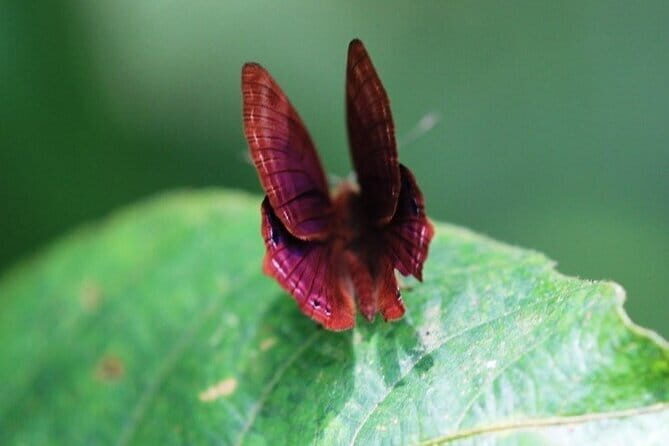 Private Half-Day Tour of Butterfly Sanctuary with Goan Meal - A Delightful Half-Day Escape: Butterfly Sanctuary with Goan Meal