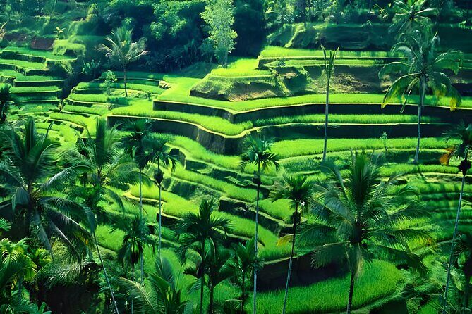 Private Half-Day Tour: The Best Ubud Half Day Trip Packages - The Sum Up: Is It Worth It?