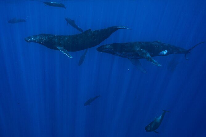 Private Half Day Whale Watching Tour - Final Thoughts