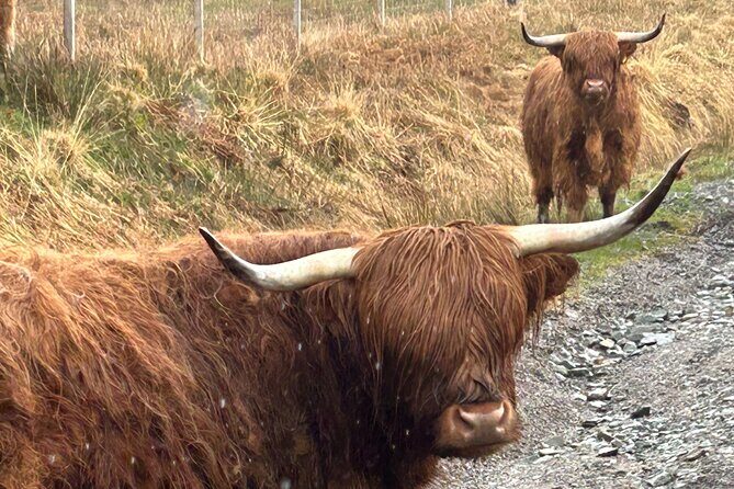 Private Harry Potter, Glenfinnan Viaduct, Highland Edinburgh Tour - Who Is This Tour Best For?