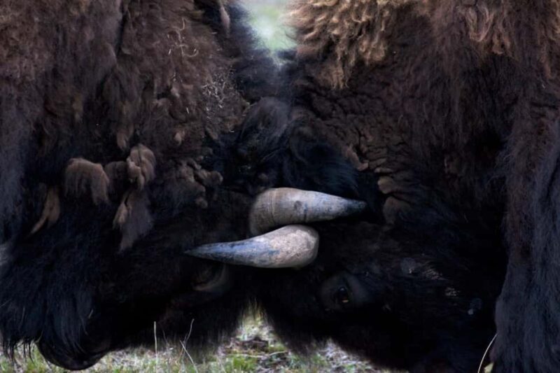 Private Highlight's Tour of Yellowstone National Park - Comprehensive Review of the Private Highlights Tour of Yellowstone National Park