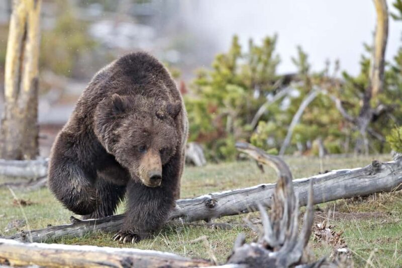 Private Highlight's Tour of Yellowstone National Park - An Inside Look at the Yellowstone Private Tour Experience