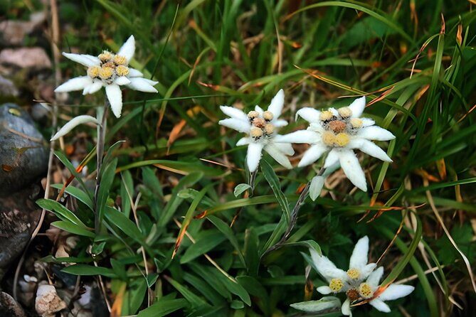 Private Hiking to Bucegi Natural Park from Brasov - FAQ