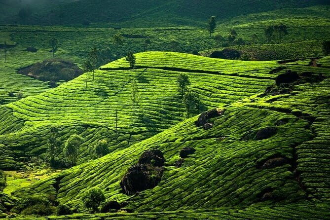 Private Hiking Tour from Cochin with Overnight Stay at Munnar - Who Might Want to Consider Alternatives