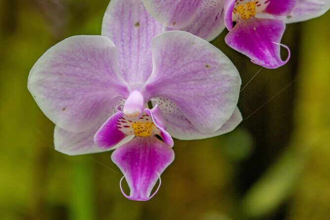 Private Hilo Shore Excursion - Botanical Gardens & Waterfalls - FAQ