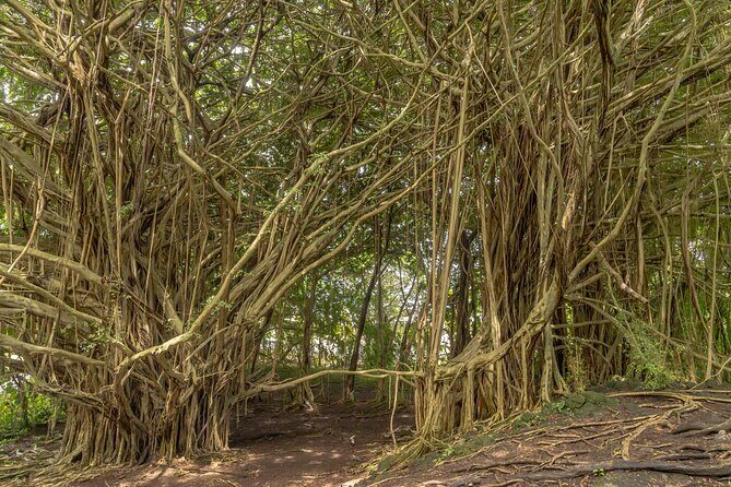 Private Hilo Shore Excursion - Volcanoes, Waterfalls, & Beaches - Frequently Asked Questions