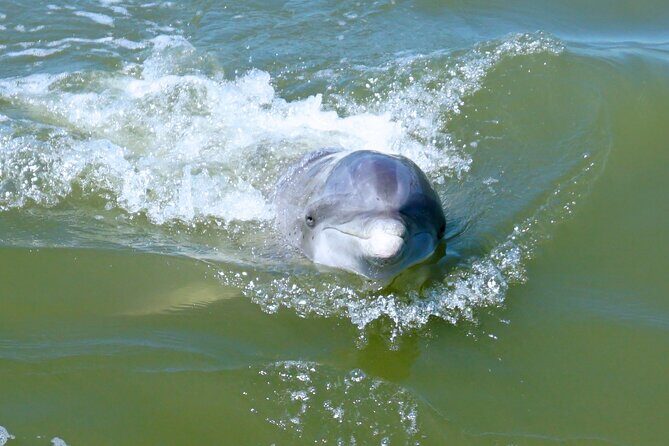 Private Hilton Head Dolphin Tour - Key Points