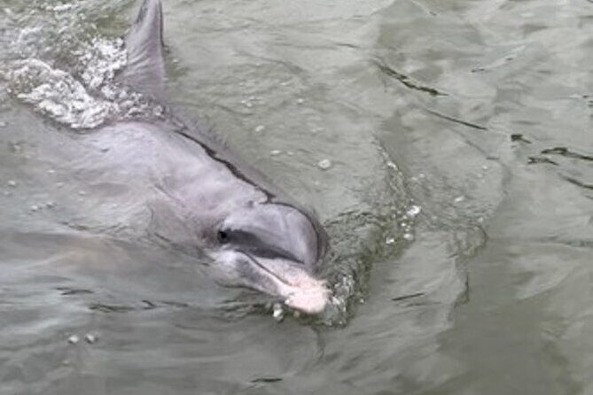 Private Hilton Head Dolphin Tour - FAQ