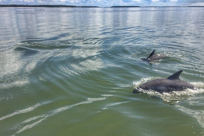Private Hilton Head Dolphin Tour with Waterfront Dining Stop - Who Should Book This Tour?