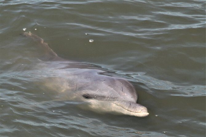 Private Hilton Head Sunset Dolphin Tour - In-Depth Look at the Experience