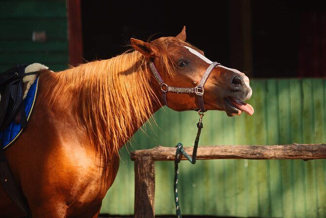 Private Horse Riding on the Beach in Riga - Who Will Love This Tour?