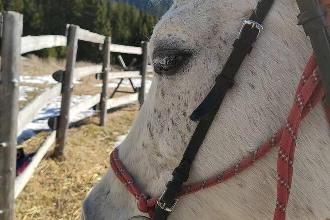 Private Horseback Riding the Rila Range - Practical Tips for Travelers