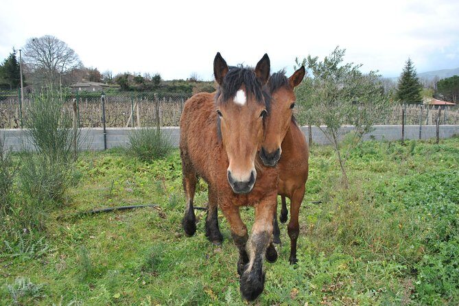 Private Horseback Riding Tour in Sicilian Countryside + Tradional lunch - Final Thoughts