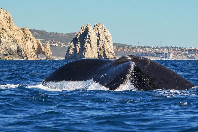 Private Humpback Whale Watching in Cabo San Lucas - Key Points