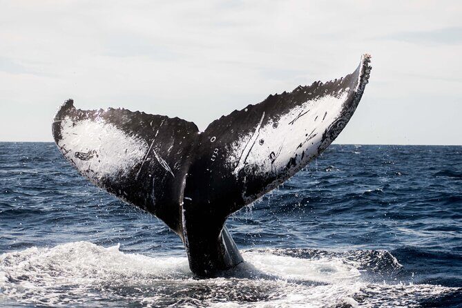 Private Humpback Whale Watching in Cabo San Lucas - Analyzing the Experience: What to Expect and Why It Matters