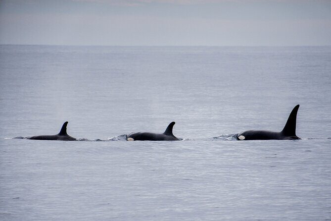 Private Humpback Whale Watching in Cabo San Lucas - The Sum Up
