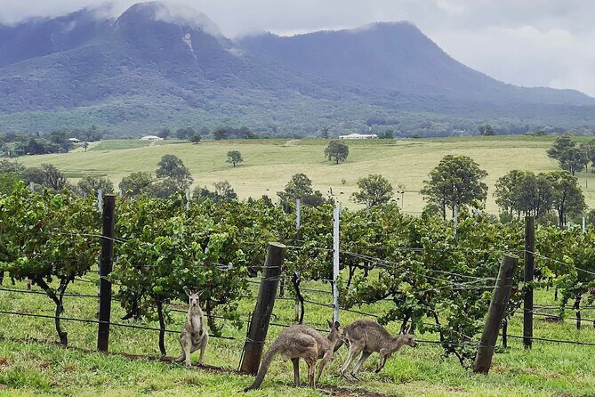 Private Hunter Valley Wine Tasting Tour from Sydney - Who Will Love This Tour?