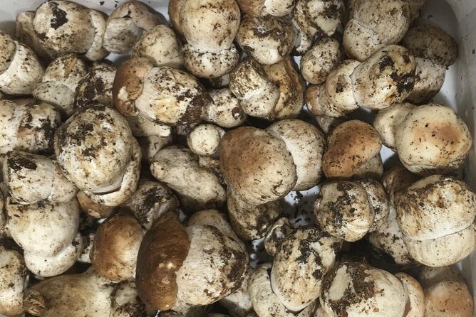 Private Hunting Of Truffle And Mushrooms With Chef Luigi Gandola In Bellagio - FAQ