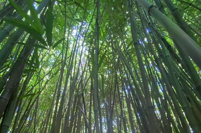 Private Instagram Tour of Maui - Authentic Perspectives from Reviews