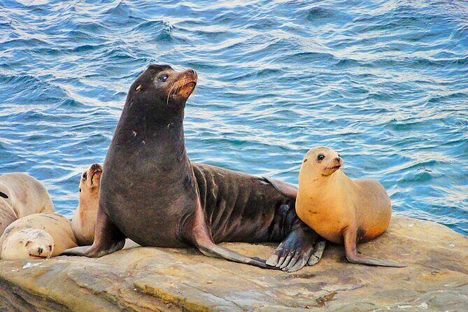 Private Instagrammable San Diego Tour  Scenic and Coastal - Who Is This Tour Best For?