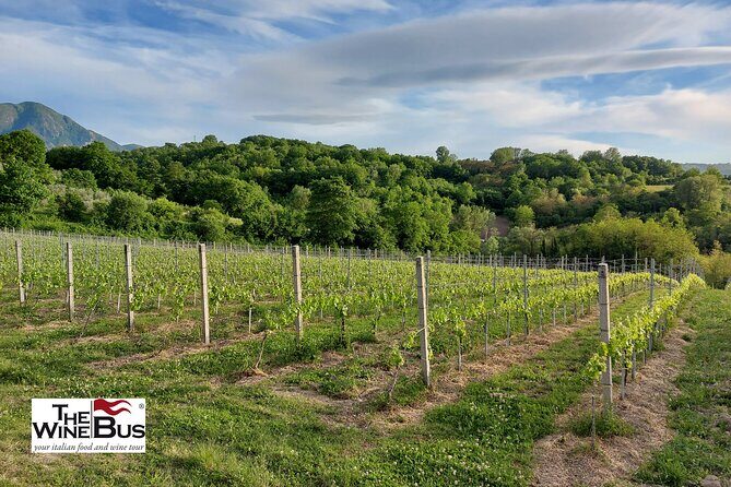 Private Irpinia Wine Tour from POSITANO, AMALFI or RAVELLO - The Sum Up