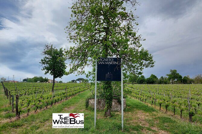 Private Irpinia Wine Tour from Sorrento with sommelier - Final Thoughts