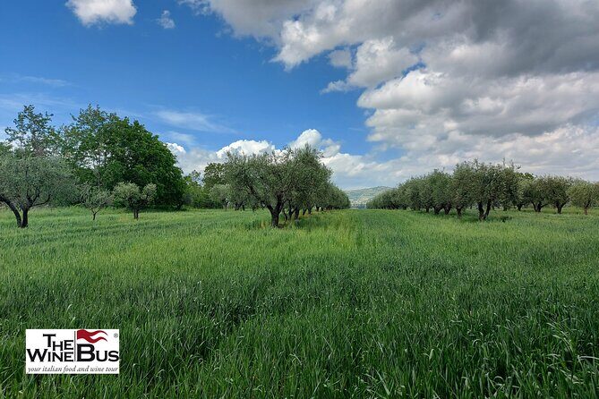 Private Irpinia Wine Tour with Pizza Cooking Class from SORRENTO - The Itinerary in Detail: What to Expect