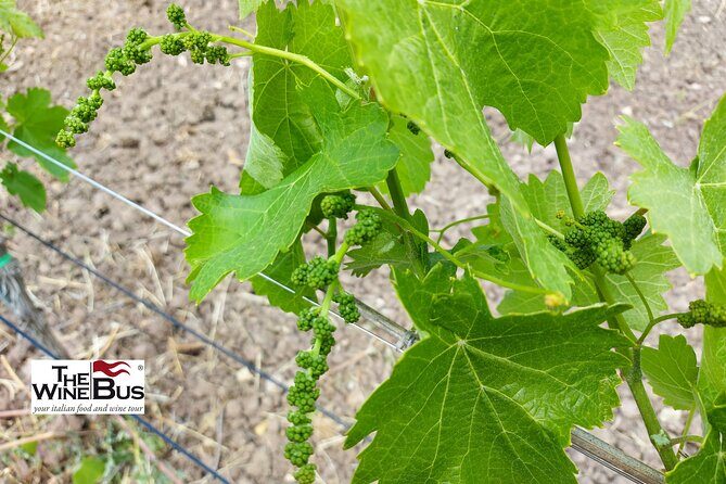 Private Irpinia Wine Tour with Pizza Cooking Class from SORRENTO - Frequently Asked Questions (FAQs)