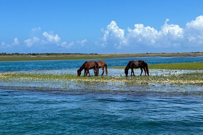 Private Island Eco Tours on a Private Boat from Shackleford Banks - Why This Tour Offers Great Value