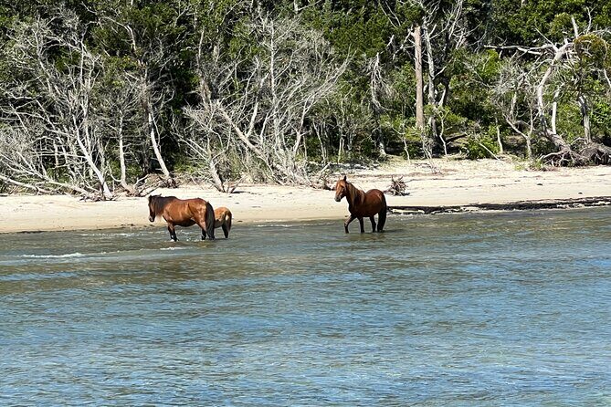 Private Island Eco Tours on a Private Boat from Shackleford Banks - The Sum Up