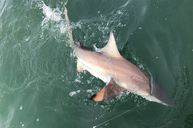 Private Island Eco Tours on a Private Boat from Shackleford Banks - FAQ