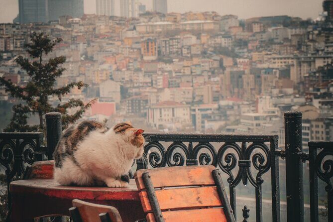 Private Istanbul Highlights Tour: 1, 2, or 3-Day Options - What Makes This Tour Stand Out?