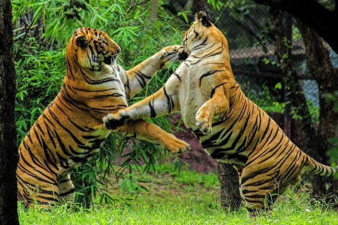 Private: Jaipur To Ranthambore One Way Drop in an AC Vehicle - Who Will Benefit Most?