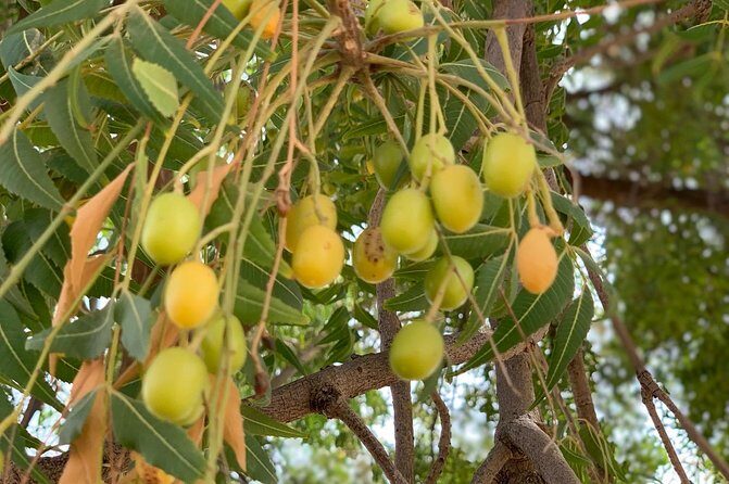 Private Jaisalmer Rural Farm Tour - Why This Tour Offers Real Value