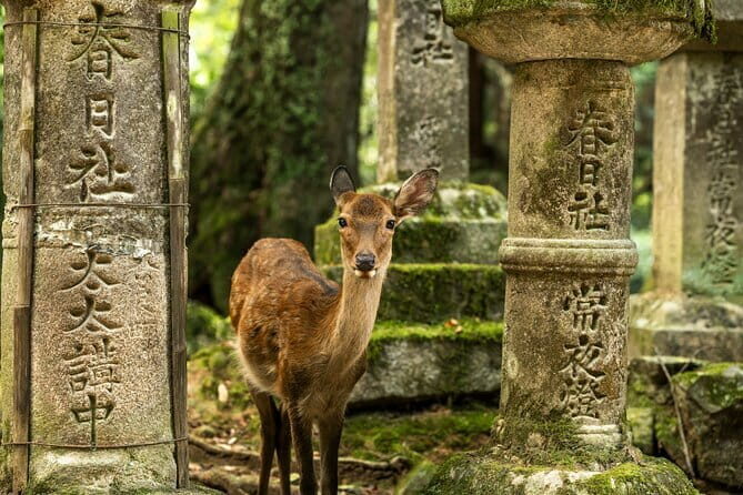 Private Japanese Ancient Tour from Kyoto to Nara - A Practical Look at the Private Japanese Ancient Tour from Kyoto to Nara