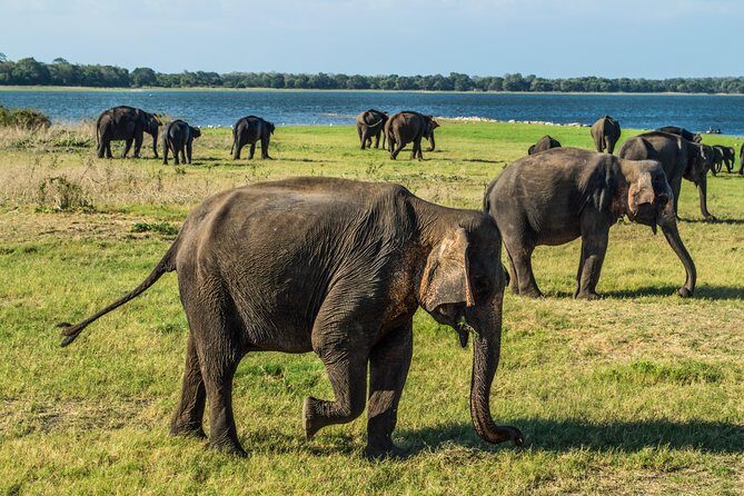 Private Jeep Safari at Minneriya National Park - What Past Travelers Say