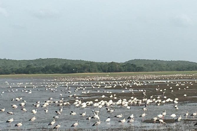 Private Jeep Safari at Minneriya National Park - FAQs