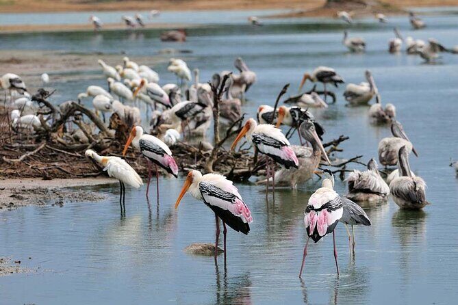 Private Jeep Safari at Minneriya National Park to Visit Elephants - Who Should Consider This Tour?