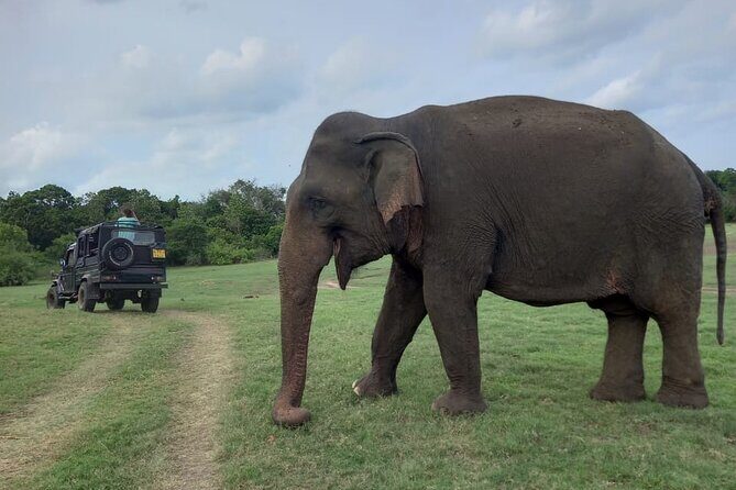 Private Jeep Safari at Minneriya National Park to Visit Elephants - FAQs