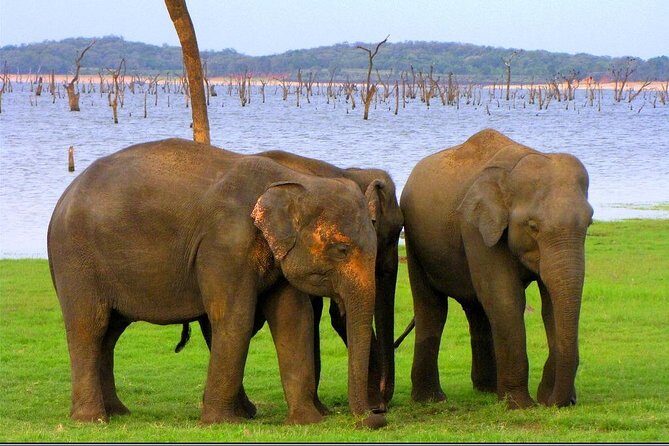 Private Jeep Safari to Kaudulla National Park - Practical Considerations