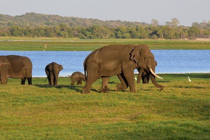Private Jeep Safari To one of a Best National Park - An In-Depth Look at the Safari Experience