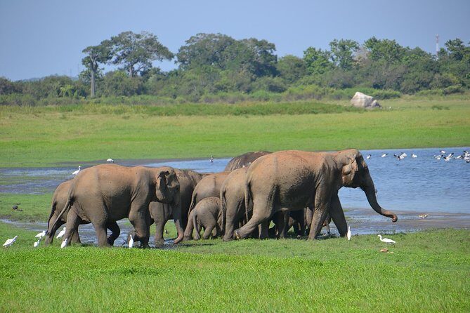 Private Jeep Safari tour at Wilpattu National Park from Sigiriya or Dambulla - An Honest Look at the Wilpattu Safari Tour Experience