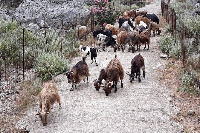 Private - Jeep Safari Tour with Lunch and Tastings - What Makes This Tour Stand Out?