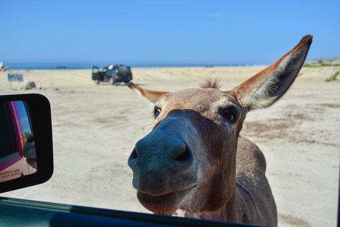 Private Jeep Tour Cabo Pulmo - An In-Depth Look at the Cabo Pulmo Jeep Tour