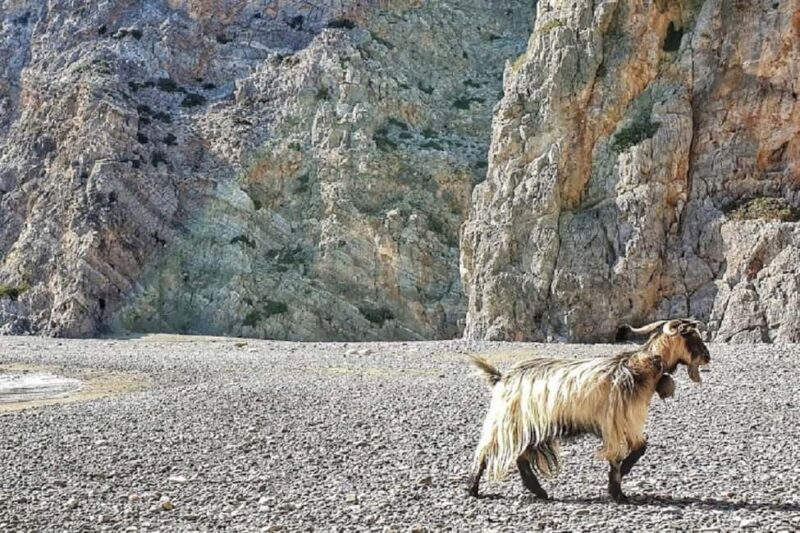 Private Jeep Tour to Agiofarago Beach to swim & Matala walk - Who Is This Tour Best For?